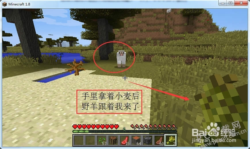 我的世界如何养动物?