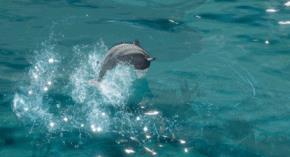 剑网3蓝海之心公益应援道具如何获得_剑网3蓝海之心公益应援道具售价